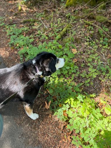 Loves to sniff the aptly named weed Stinky Robert